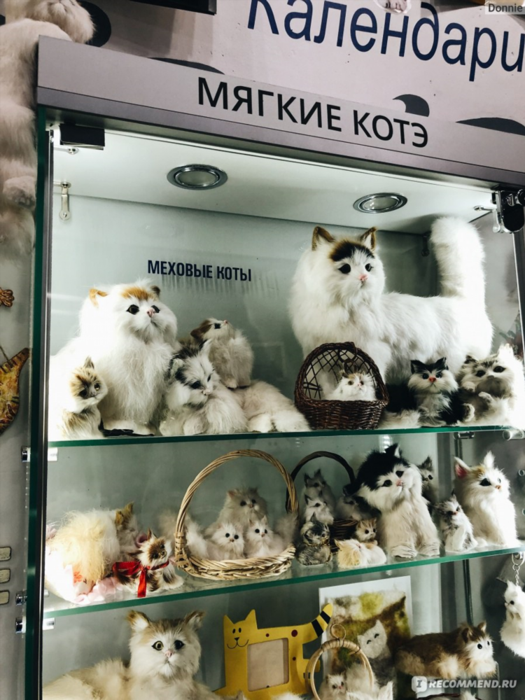 Калининград город котиков