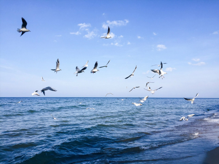 Калининград на карте море какое рядом
