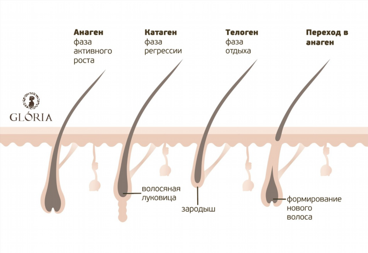 Пенькова невролог калининград